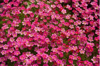 Kőtörőfű - 2000 magok - Saxifraga