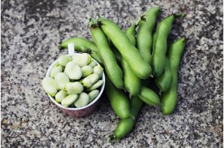 Broad Bean Bartek seeds - Vicia faba