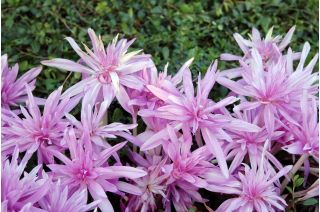 Colchicum Waterlily - Autumn Meadow Saffron Waterlily