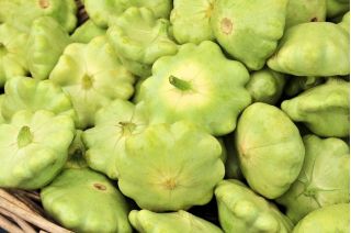 Patty Pan Squash Okra semillas - Cucurbita pepo - 75 semillas - Cucurbita pepo var. Patisoniana
