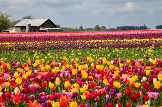 Tulipa Mix  - 郁金香混合 -  5个洋葱