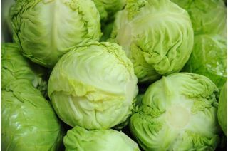 White Cabbage - Kamienna Głowa - Firm, Crisp Heads, Late Season Harvest - Fresh Seeds