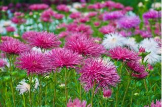 Aster de anão chinês "Teisa Stars" - 150 sementes - Callistephus chinsensis Teisa Stars