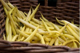 BIO - fasole franceză "Fructidor" - semințe organice certificate - Phaseolus vulgaris L.
