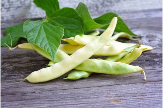 Fagiolo - Supernano Giallo - 25 semi - Phaseolus vulgaris L.