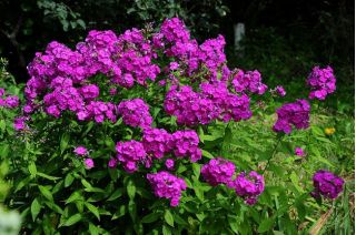 Phlox di caduta, phlox del giardino, phlox perenne, phlox di estate - 100 semi - Phlox paniculata