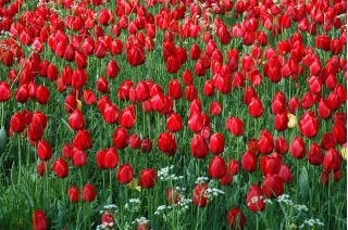 Tulipa Red - Tulip Red - 5 bulbs