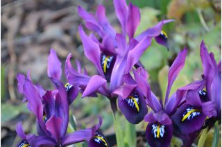 Våriris - George - paket med 10 stycken - Iris reticulata