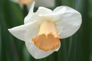 Narcissläktet - Salome - paket med 5 stycken - Narcissus