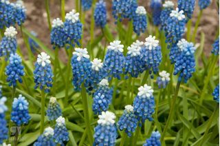 Muscari Mount Hood - Grape Hyacinth Mount Hood - 5 bulbs