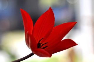 郁金香Tubergen的品种 - 郁金香Tubergen的品种 -  5个洋葱 - Tulipa Tubergen's Variety