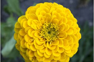 ダリアの花が咲く一般的な百日草「カナリアの鳥」 -  120種 - Zinnia elegans dahliaeflora - シーズ