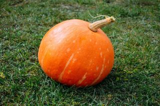 Sütőtök - Karovita Bis - Cucurbita maxima  - magok
