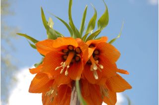 Set 2 – Orange crown imperial – 12 pcs; imperial fritillary, Kaiser's crown