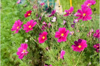 Cosmos, Schmuckkörbchen 'Sonata' - Sortenmischung; Niedrige 