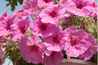 Petunia "Cascade" - pink - 160 seeds