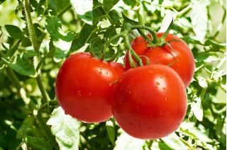 Tomato "Samurai" - field variety
