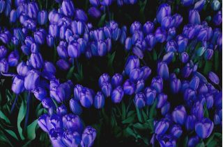 Tulipa Blue - Tulip Blue - 5 bulbs