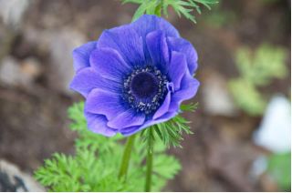 Anemone Mr Fokker  - 40 Stück; Windröschen