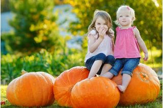 Zucca - Bambino - 100 g - Dimensioni compatte, frutti grandi, fino a 15 kg - Semi Freschi