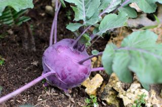Kålrabbi - Delikates Blauer - 520 frön - Brassica oleracea var. Gongylodes L.