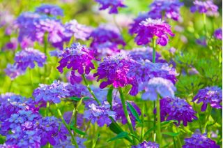 Garden candytuft, globe candytuft "Tetra Mercury"