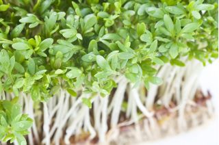 Crescione dei giardini - BIO - 13500 semi - Lepidium sativum