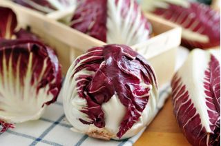 BIO - Radicchio "Palla rossa 3" - certified organic seeds; Chicory - 360 seeds - Cichorium intybus - semi