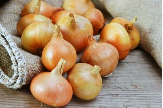 BIO Zwiebel 'Density 5' - zertifizierte organische Samen