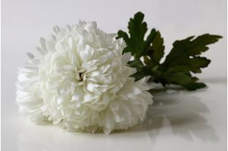 Callistephus chinensis - 500 zaden - Milady White