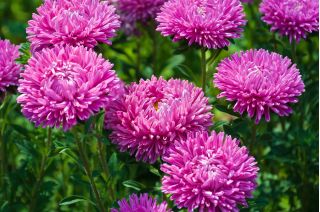 Aster chino rosado-blanco "Contraster" - 250 semillas - Callistephus chinensis