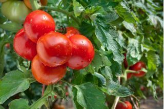 Tomato "Jupiter" - for cultivation under covers - premium variety seeds for everyone - 30 seeds