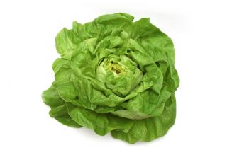 Lechuga mantecosa - Michalina - Cabezas grandes y tiernas, versátiles en la cocina - Semillas frescas