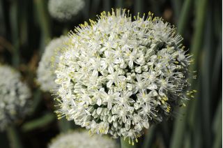 Dekorativ hvitløk - White Giant - Allium White Giant