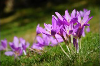 Colchicum - Violet Queen