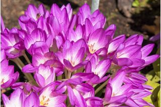 Colchicum - Violet Queen