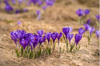 Crocus Flower Record - 10 bulbs