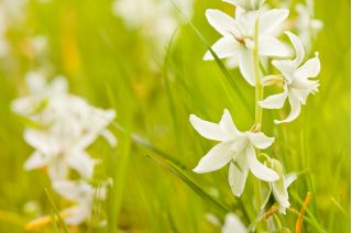 Aftonstjärna - paket med 10 stycken - Ornithogalum Nutans