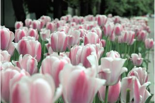 Tulipa Beau Monde - Tulip Beau Monde - 5 bulbs