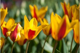 郁金香Chrysantha  - 郁金香Chrysantha  -  5个电洋葱 - Tulipa Chrysantha