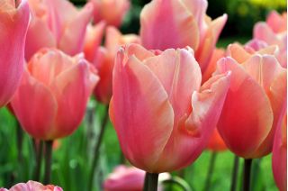 Tulipán Dragon King - csomag 5 darab - Tulipa Dragon King