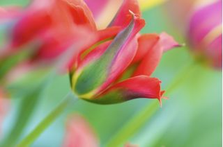Tulipa Eye Catcher - Tulip Eye Catcher - 5 bulbs