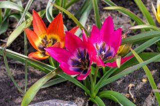 Tulipa Little Beauty - Tulip Little Beauty - 5 bulbs