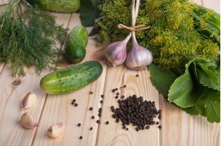 Cetriolo - Śremski F1 - Semi confettati - Freschezza succosa, resa elevata