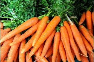 Mrkev "První sklizeň" - ošetřená semena - Daucus carota ssp. sativus 