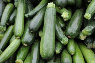 Courgette - Soraya - 100 g - Courgettes tendres et juteuses jusqu’à 50 cm de long ! - Graines fraîches