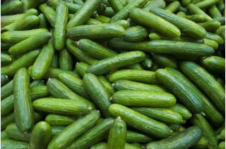 Gurka - Lech F1 - växthus - Cucumis sativus - 30 frön