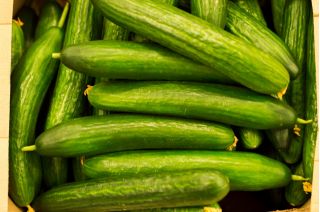 Gurka - Caruso F1 - 35 frön - Cucumis sativus