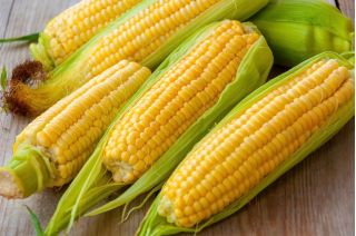 Gula jagung "Tasty Sweet F1" - varietas awal, sangat manis - 30 biji - Zea mays convar. saccharata var. Rugosa