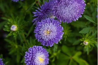 Pom-pom bunga aster "Bolero" - biru muda - 225 biji - Callistephus chinensis  - benih